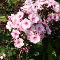Phlox paniculata 'Bright Eyes'