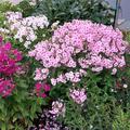 Phlox paniculata 'Early Lavender Pop', Phlox paniculata 'Early Lavender Pop'