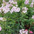Phlox paniculata 'Graf Zeppelin', Phlox paniculata 'Graf Zeppelin'