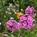 Phlox paniculata 'Kirchenf�rst', Phlox paniculata 'Kirchenf�rst'