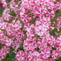 Phlox paniculata Peppermint Twist', Flammenblume