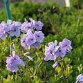 Phlox stolonifera 'Blue Ridge'