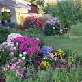 Phlox stolonifera 'Pink Ridge', Phlox stolonifera 'Pink Ridge'