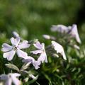 Phlox subulata 'Early Spring Lavender'