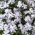Phlox subulata 'Early Spring Lavender', Phlox subulata 'Early Spring Lavender'