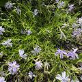 Phlox subulata 'Emerald Cushion Blue', Phlox subulata 'Emerald Cushion Blue'