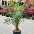 Phoenix canariensis (140-160), Stamm, im 40cm Topf, H�he 150cm, Breite 100cm