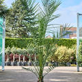 Phoenix canariensis, Stamm, im 26cm Topf, H�he 170cm, Breite 140cm
