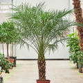 Phoenix roebelenii, Stamm (60-70), im 30cm Topf, H�he 170cm, Breite 150cm