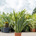 Phormium tenax (120-160), Busch, im 40cm Topf, H�he 140cm, Breite 100cm