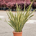 Phormium tenax 'Brown Sugar', Busch (100-140), im 31cm Topf, H�he 120cm, Breite 75cm