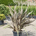 Phormium tenax 'Pink Stripe', Busch (120-150), im 40cm Topf, H�he 135cm, Breite 110cm