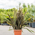 Phormium tenax 'Purpureum'(120-160), Busch, im 40cm Topf, H�he 140cm, Breite 85cm