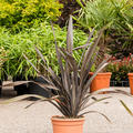 Phormium tenax 'Purpureum', Busch, im 28cm Topf, H�he 100cm, Breite 80cm