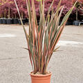 Phormium tenax 'Rainbow Queen', Busch (90-130), im 31cm Topf, H�he 110cm, Breite 75cm