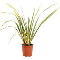 Phormium tenax 'Variegatum, Busch, im 24cm Topf, H�he 80cm, Breite 65cm
