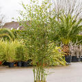 Phyllostachys bissetii, Busch, im 28cm Topf, H�he 150cm, Breite 45cm