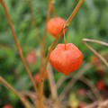 Alkekengi officinarum (syn. Physalis alkekengi variet�t franchetii) 'Gigantea'