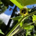 Bl�te der Physalis, Andenbeere, Physalis peruviana, Kapstachelbeere 