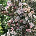 Physocarpus opulifolius Magical Sweet Cherry Tea, Fasanenspiere, Kordes