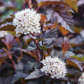 Physocarpus 'Lady in Red'�, Blasenspiere, XXL Geh�lze Hinrichs