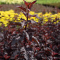 Physocarpus opulifolius 'Fireside', XXL Geh�lze Hinrichs