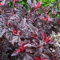 Physocarpus opulifolius 'Lady in Red'�, Physocarpus opulifolius 'Lady in Red'�