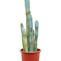 Pilosocereus azureus (70-110), im 27cm Topf, H�he 90cm, Breite 25cm