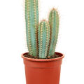 Pilosocereus azureus, im 21cm Topf, H�he 40cm, Breite 25cm