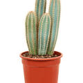 Pilosocereus odilensis, Verzweigt, im 21cm Topf, H�he 40cm, Breite 25cm