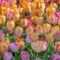 Gartentulpe, Tulipa Apricot van Eijk und Pink Sound
