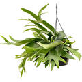 Platycerium bifurcatum, Ampel, im 21cm Topf, H�he 50cm, Breite 35cm