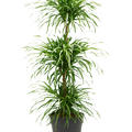 Pleomele (Dracaena) 'Anita', Stamm etage, im 24cm Topf, H�he 110cm, Breite 35cm