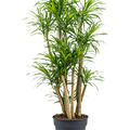 Pleomele (Dracaena) 'Anita Variegata', Verzweigt, im 30cm Topf, H�he 130cm, Breite 50cm
