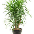 Pleomele (Dracaena) 'Anita', Verzweigt, im 21cm Topf, H�he 80cm, Breite 30cm