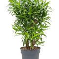 Pleomele (Dracaena) reflexa 'Song of Jamaica', Verzweigt, im 27cm Topf, H�he 100cm, Breite 55cm