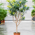 Pleomele (Dracaena) reflexa 'Song of Sri Lanka', Verzweigt, im 34cm Topf, H�he 120cm, Breite 60cm