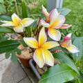 Plumeria 'Thumbalina', Plumeria rubra 'Thumbalina'