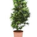 Podocarpus macrophyllus, Busch, im 30cm Topf, H�he 130cm, Breite 60cm