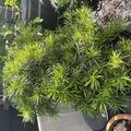 Podocarpus macrophyllus, Podocarpus macrophyllus