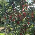 Pointilla� Sweet'n'sour�, Elaeagnus