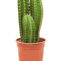 Polaskia chende, Tuff, im 21cm Topf, H�he 40cm, Breite 25cm
