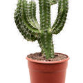 Polaskia chichipe, Verzweigt, im 27cm Topf, H�he 80cm, Breite 35cm
