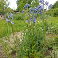 Polemonium caeruleum, Polemonium caeruleum