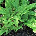 Polystichum tsus-simensis
