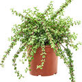 Portulacaria afra, Busch, im 17cm Topf, H�he 35cm, Breite 20cm