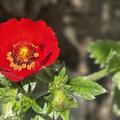 Potentilla atrosanguinea, Potentilla atrosanguinea