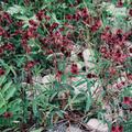 Bl�ten