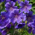 Pracht Storchschnabel, Geranium magnificum - absolut frostharte Staude