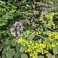 Pr�chtige Wiesenraute, Thalictrum rochebrunianum